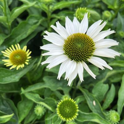 Echinacea Primadonna White