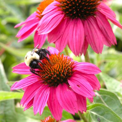 Echinacea Pow Wow Wild Berry