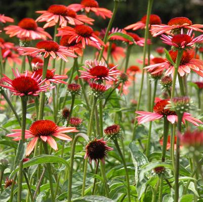 Echinacea Big Sky Sundown Big Sky