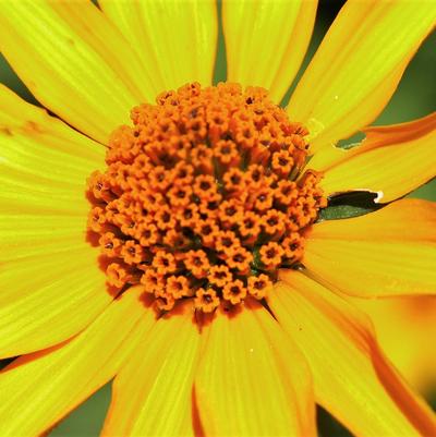 Heliopsis helianthoides 