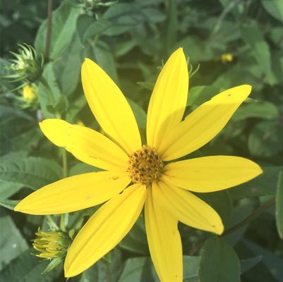 Helianthus divaricatus 