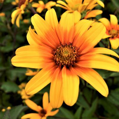 Heliopsis hel. Summer Nights