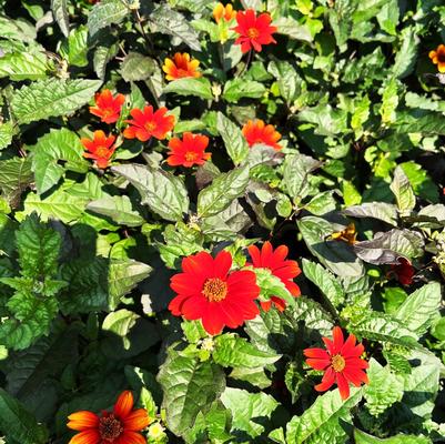 Heliopsis hel. Bleeding Hearts