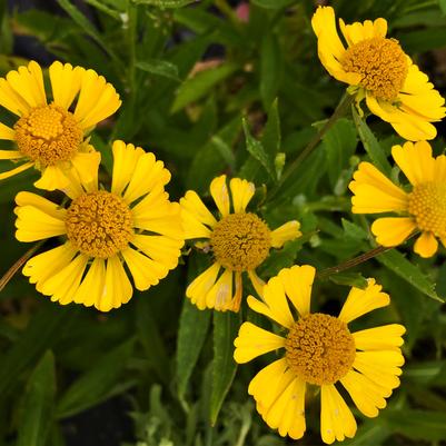 Helenium Helena Gold