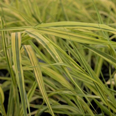 Hakonechloa Aureola