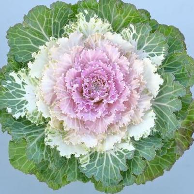 Kale Osaka IQ Pink Bicolor