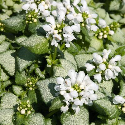 Lamium mac. White Nancy