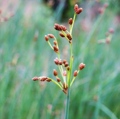 Juncus tenuis 