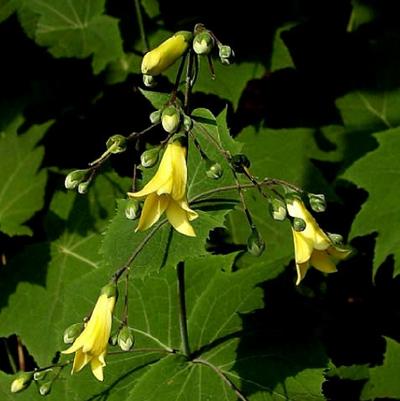 Kirengeshoma palmata 