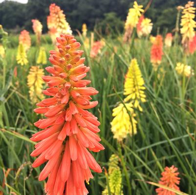 Kniphofia uva. Flamenco Mix