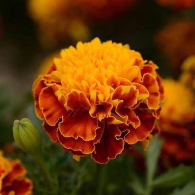 Marigold Janie Spry