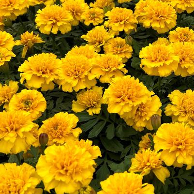 Marigold Janie Bright Yellow