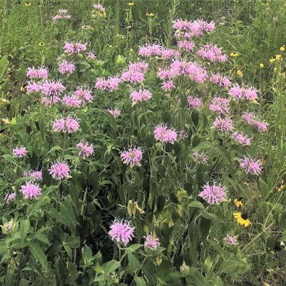 Monarda bradburiana 