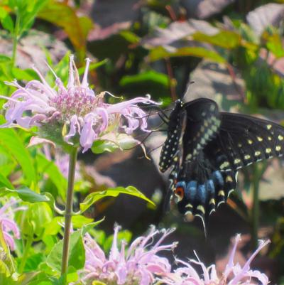 Monarda fistulosa 