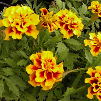 Marigold Safari Yellow Fire