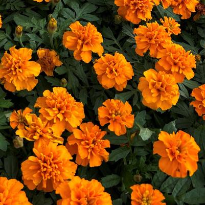 Marigold Janie Deep Orange