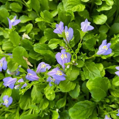 Mazus reptans 