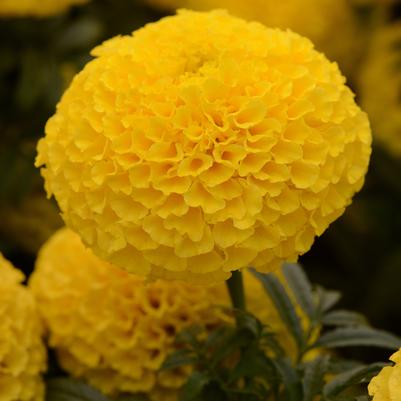 Marigold Taishan Yellow