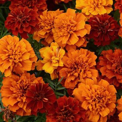 Marigold Fireball