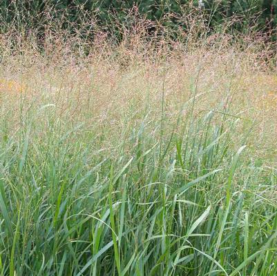 Panicum virgatum 