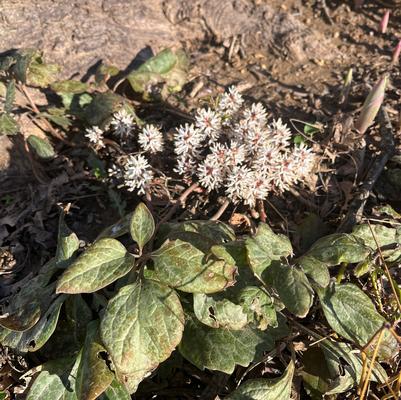 Pachysandra procumbens 