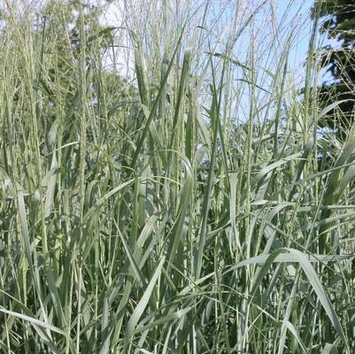 Panicum Dallas Blues