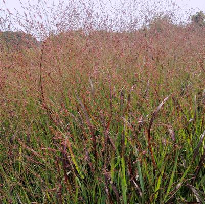 Panicum Shenandoah