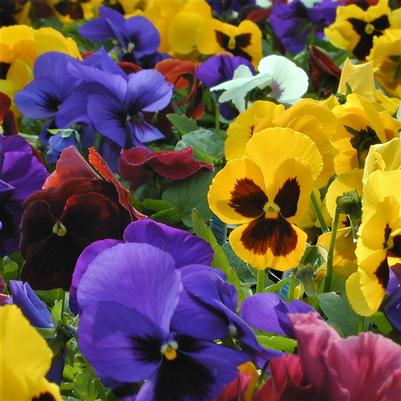 Pansy Matrix Blotch Mix