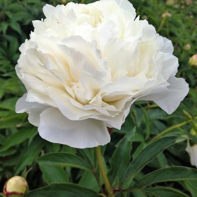 Paeonia Shirley Temple