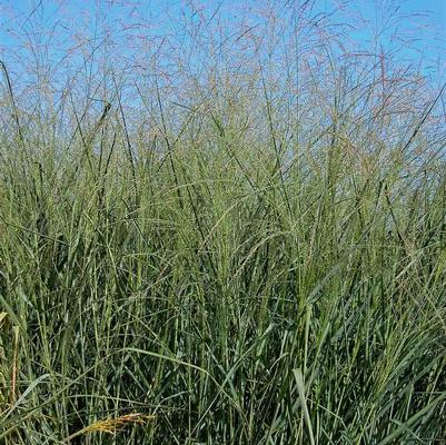 Panicum Cloud Nine