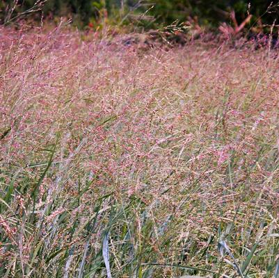 Panicum Heavy Metal