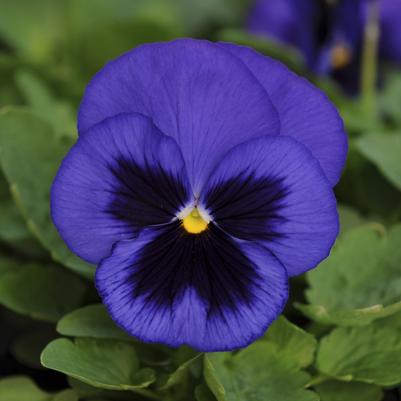 Pansy Matrix Blue Blotch