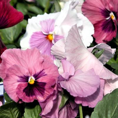 Pansy Delta Pink Shades