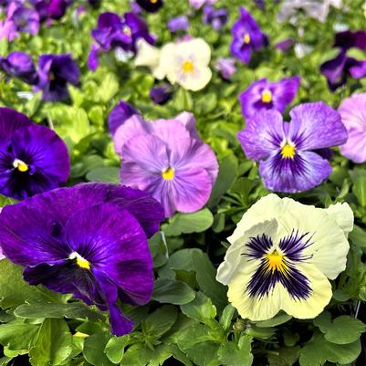 Pansy Delta Lavender Blue Shades