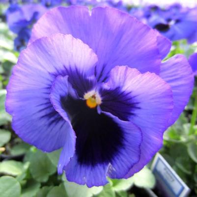 Pansy Matrix Blue Blotch