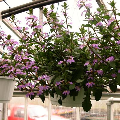 Scaevola Hanging Basket 