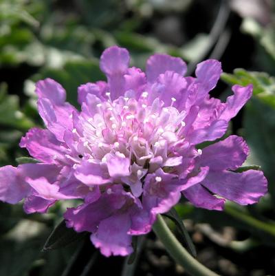 Scabiosa Butterfly Blue