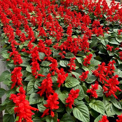 Salvia Vista Red