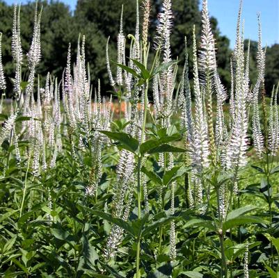 Veronicastrum virginicum 