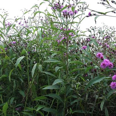 Vernonia glauca 