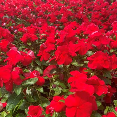 Vinca Titan Dark Red