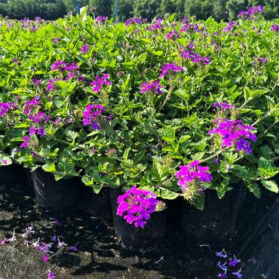 Verbena can. Homestead Purple