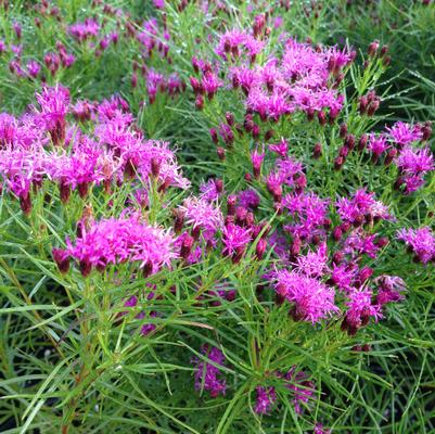 Vernonia let. Iron Butterfly