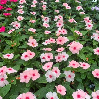 Vinca Titan Apricot