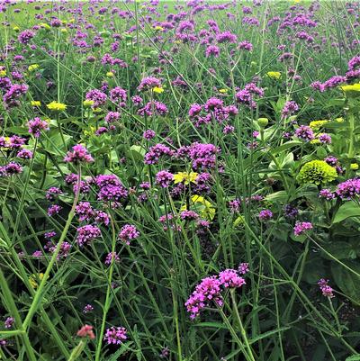 Verbena bonariensis 