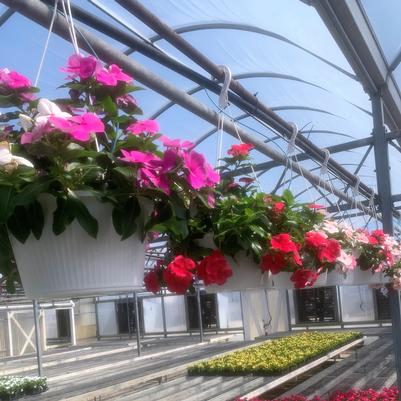 Vinca Cora Cascading Hanging Basket 