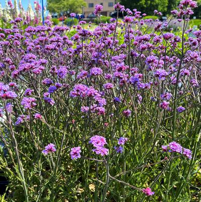 Verbena bon. Lollipop