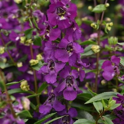 Angelonia Serena Purple Improved