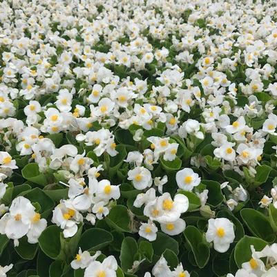 Begonia Big White with Green Leaf