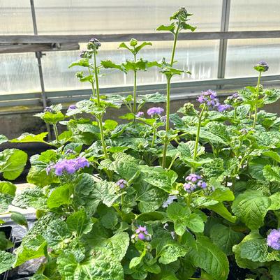 Ageratum Blue Horizon 